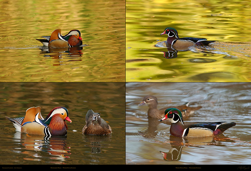 Mandarin_and_Wood_Ducks_XXL