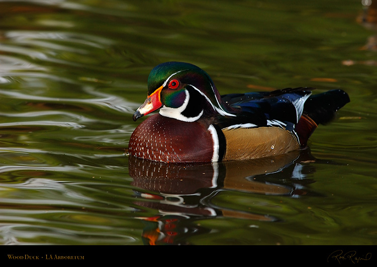 WoodDuck_4953