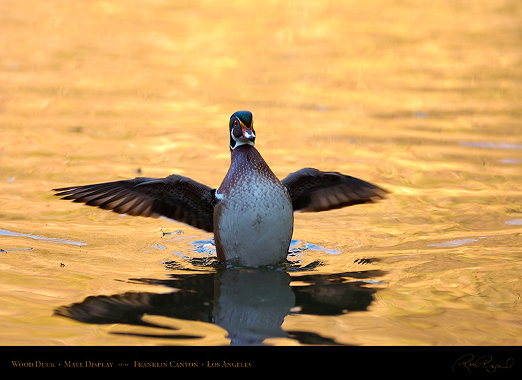 WoodDuck_Display_HS5650