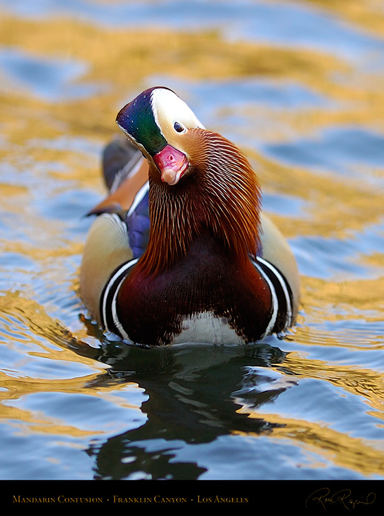 Mandarin_Confusion_HS5483c