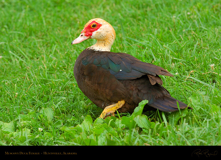 MuscovyDuck_Female_6170