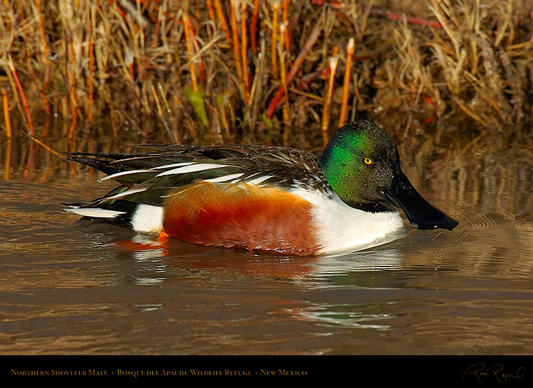 NorthernShoveler_5887c