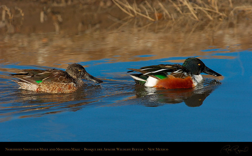 NorthernShovelers_1754_16x9