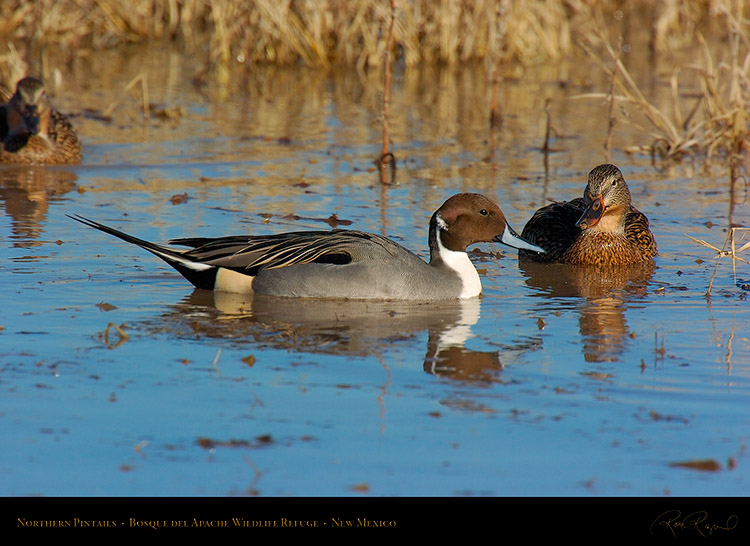 Pintails_2573