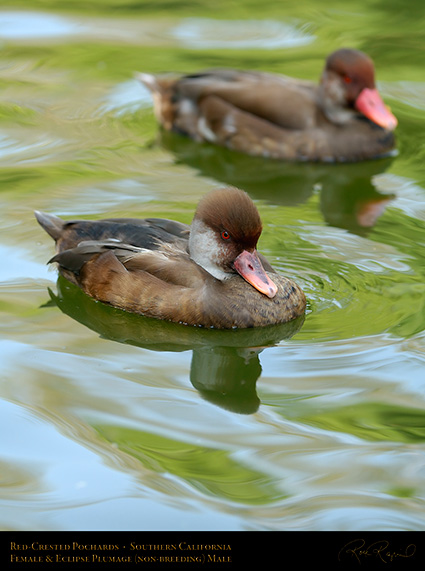 Red-Crested_Pochards_X5763