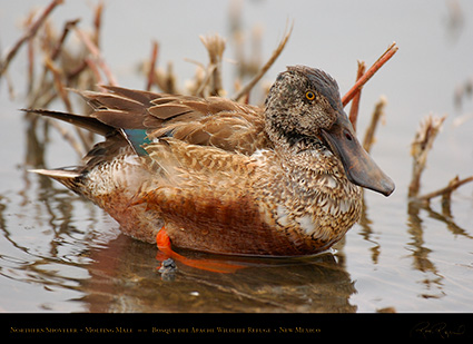 NorthernShoveler_MoltingMale_5497