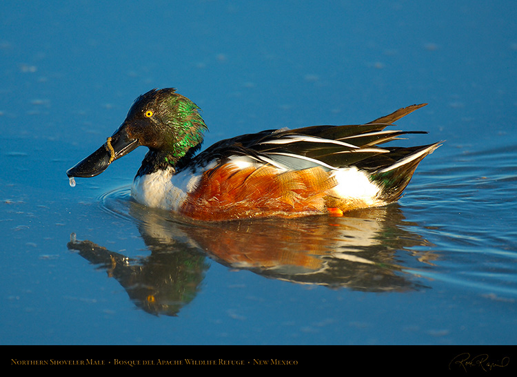 NorthernShoveler_X0558