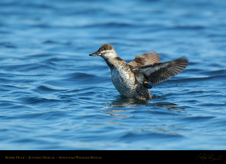 RuddyDuck_JuvenileDisplay_X0943