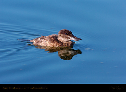 RuddyDuck_Juvenile_HS1554