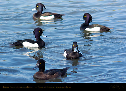 TuftedDucks_Sankeien_7901