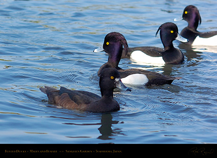 TuftedDucks_Sankeien_7926