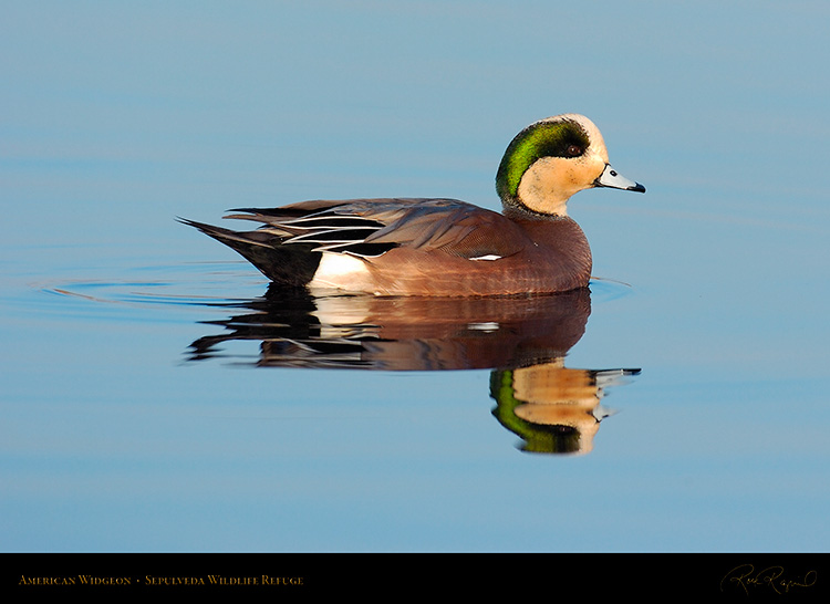 Widgeon_1046