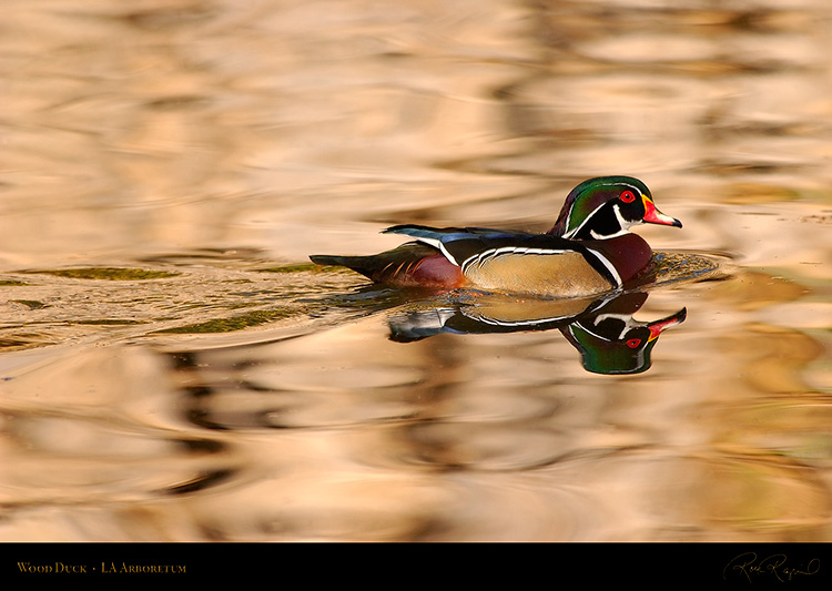 WoodDuck_0269