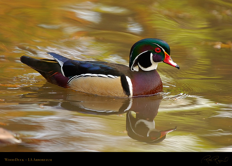 WoodDuck_4436