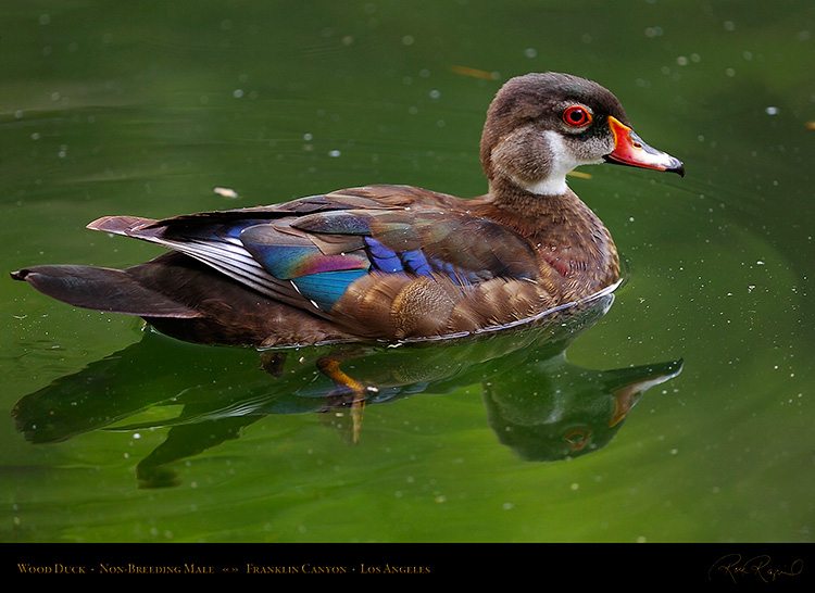 WoodDuck_NonBreedingMale_HS5911