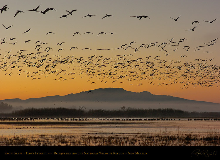 Bosque_delApache_DawnFlyout_2735