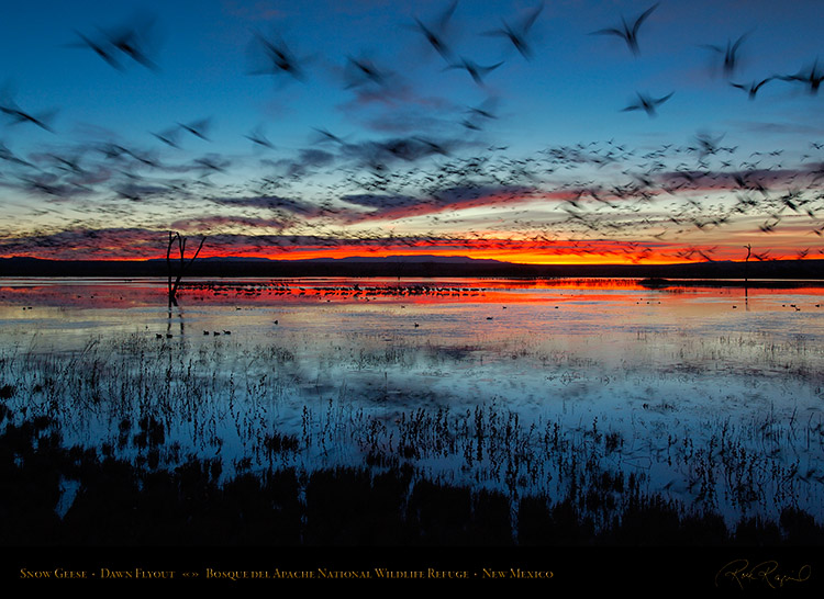 Bosque_del_Apache_Dawn_Flyout_X8726