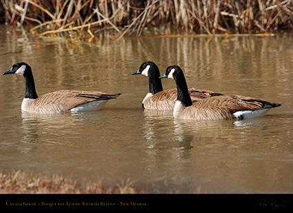 CanadaGeese_Bosque_1973