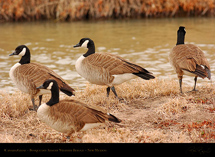 CanadaGeese_Bosque_5582