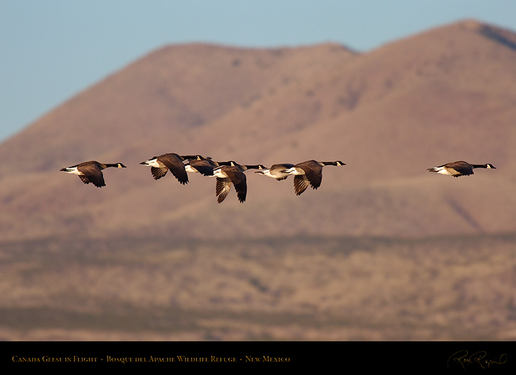 CanadaGeese_Bosque_HS0583