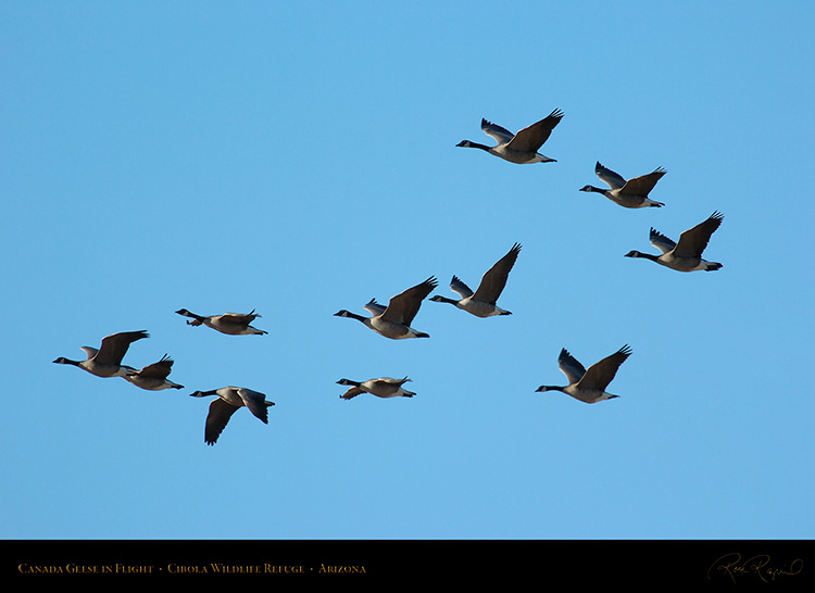 CanadaGeese_Cibola_1623