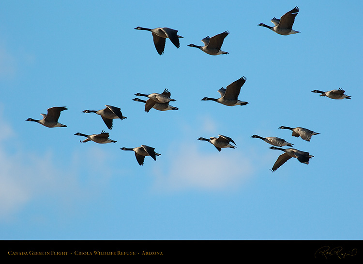 CanadaGeese_Cibola_1628