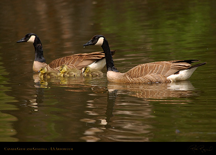 CanadaGeese_andGoslings_0940