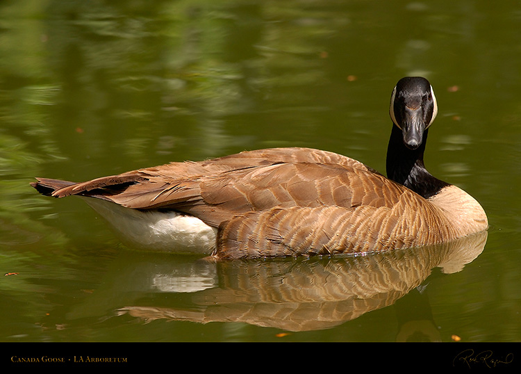 CanadaGoose_1177