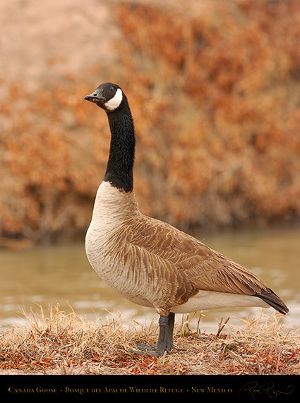 CanadaGoose_Bosque_5587