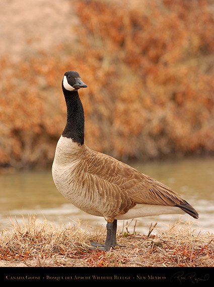 CanadaGoose_Bosque_5588