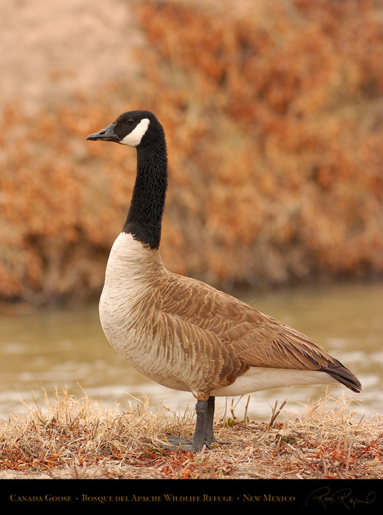 CanadaGoose_Bosque_5590