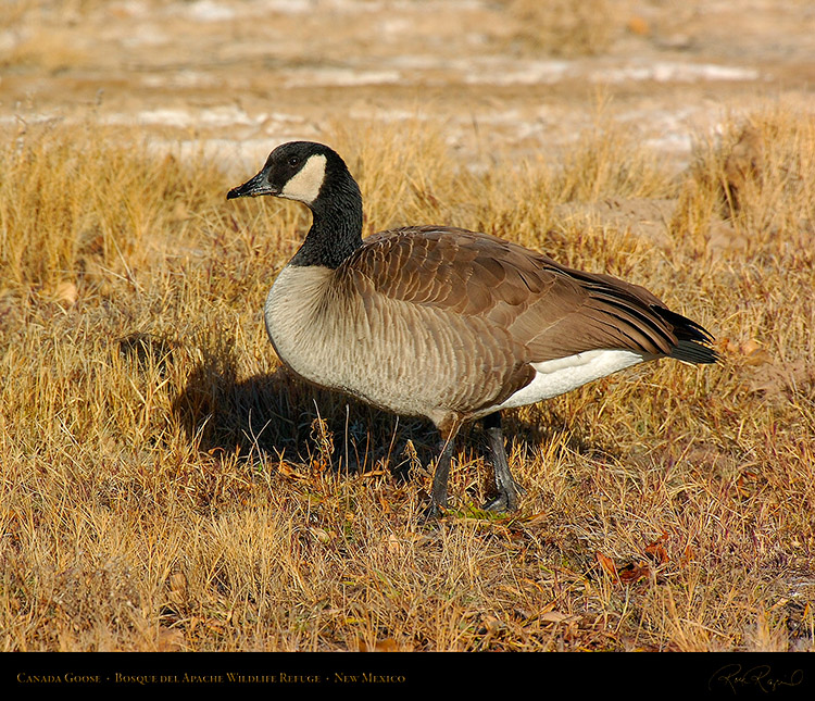 CanadaGoose_Bosque_5905M