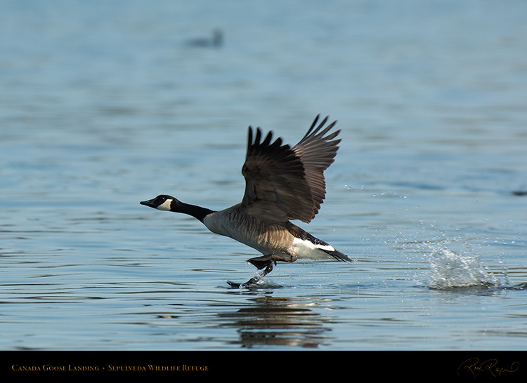 CanadaGoose_Landing_X1157