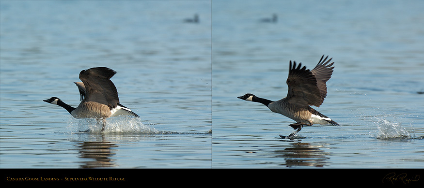 CanadaGoose_Landing_X1157_1158_SXL