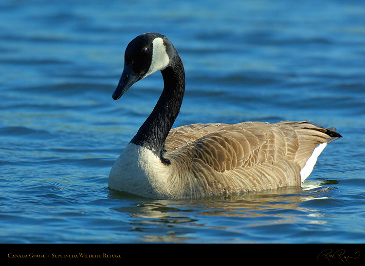 CanadaGoose_X0998