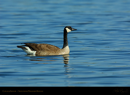 CanadaGoose_X1147