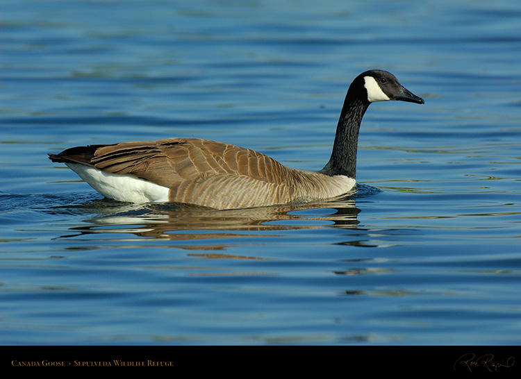 CanadaGoose_X1150