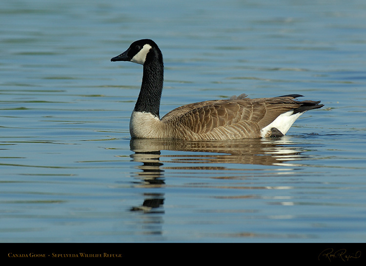 CanadaGoose_X1166