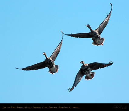 Greater_White-Fronted_Geese_3687M