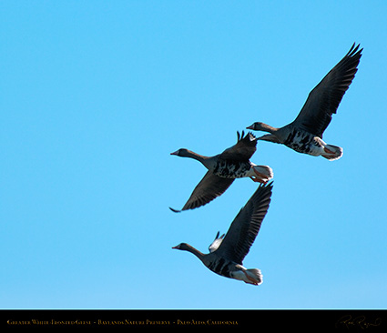 Greater_White-Fronted_Geese_3688M