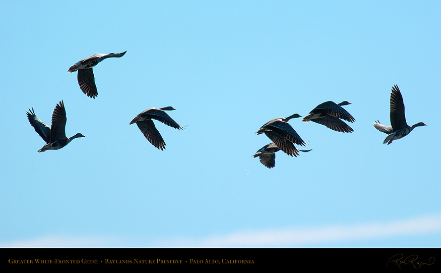 Greater_White-Fronted_Geese_3689_16x9