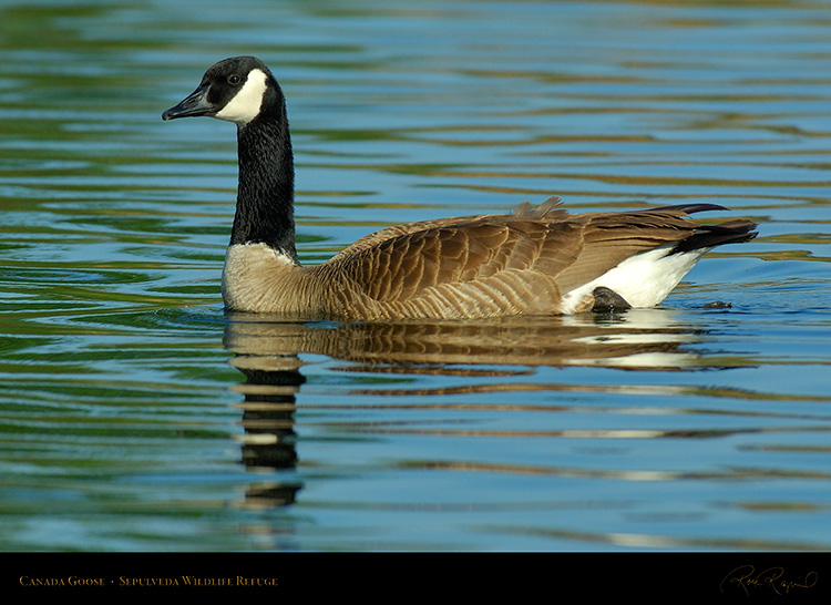 CanadaGoose_X1167