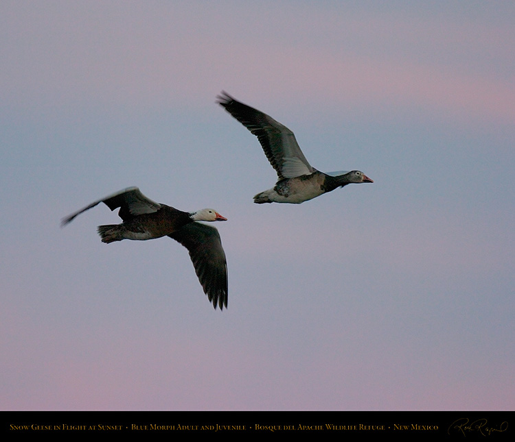 SnowGeese_BlueMorph_SunsetFlight_6073M