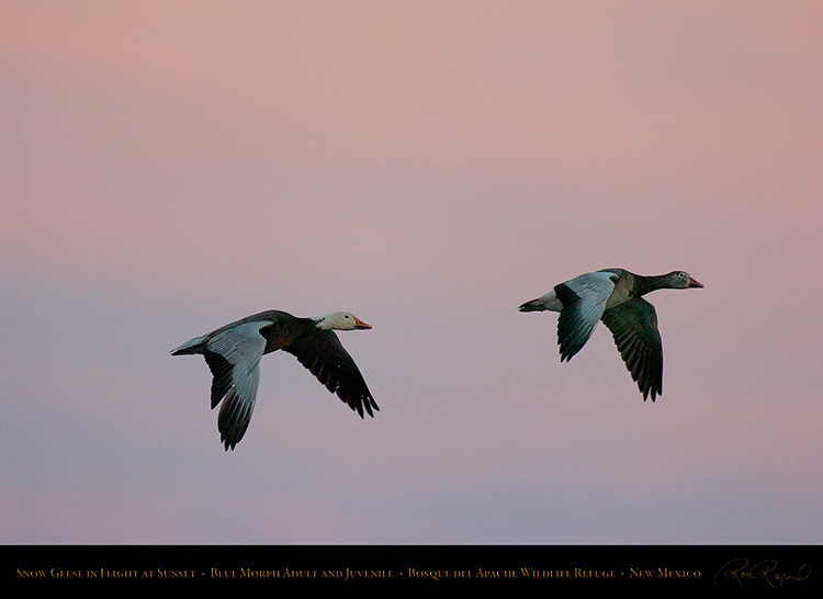 SnowGeese_BlueMorph_SunsetFlight_6075