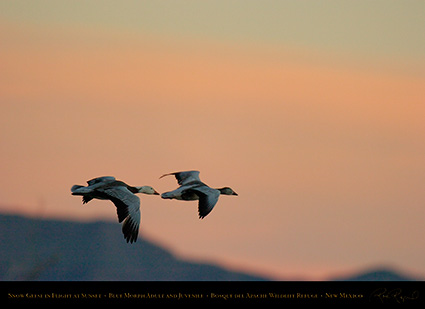 SnowGeese_BlueMorph_SunsetFlight_6076