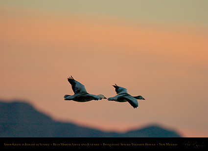 SnowGeese_BlueMorph_SunsetFlight_6077