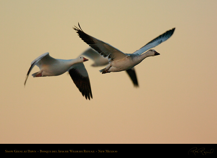 SnowGeese_DawnFly-by_4452