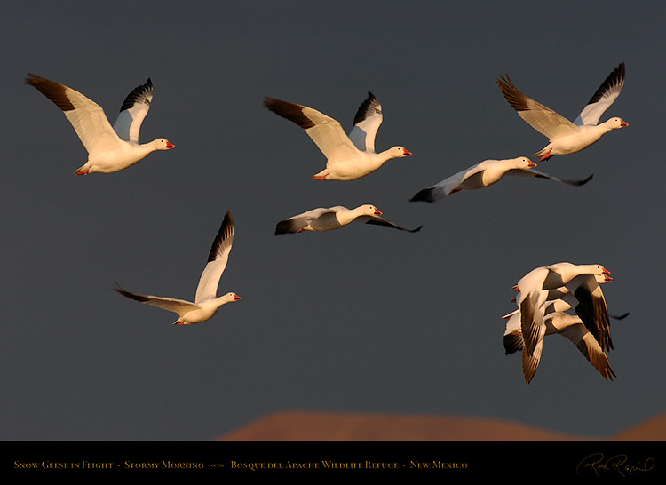 SnowGeese_MorningFlight_3731