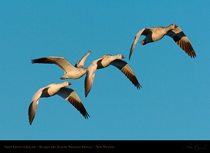 SnowGeese_MorningFlight_4182