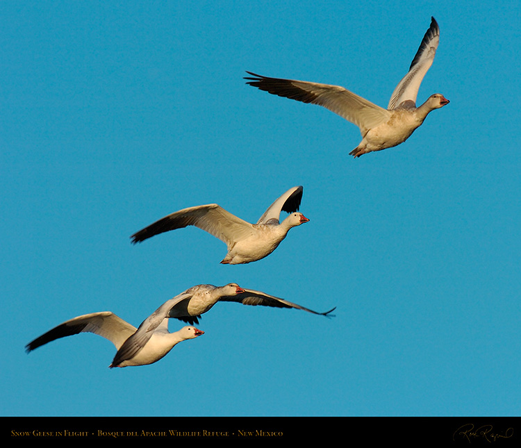 SnowGeese_MorningFlight_4186M